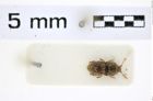 Foto (Dorsalansicht) von Rismethus ceylonensis (Ohira, 1973) (NHMW-ZOO-COL-0008167)